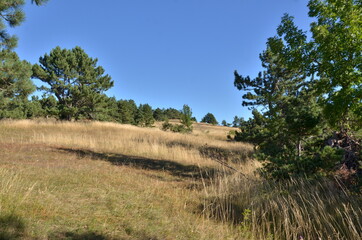 Fototapeta premium A pine tree forest in mountains