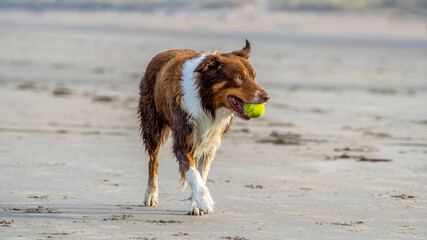 Brown border collie dog playing at the beach on a sunny day