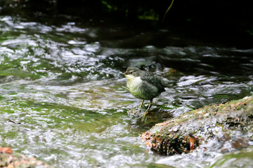 Close-up portrait of young dipper, hunting in the mountain stream. White-throated Dipper, Cinclus cinclus.