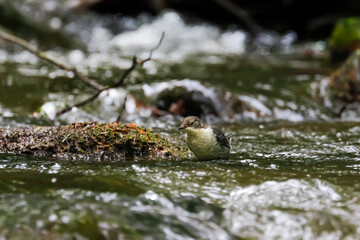 Close-up portrait of young dipper, hunting in the mountain stream. White-throated Dipper, Cinclus cinclus.