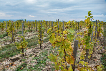 Fototapeta na wymiar wineries in znojmo region in southern moravia