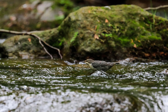 Close-up portrait of young dipper, hunting in the mountain stream. White-throated Dipper, Cinclus cinclus.