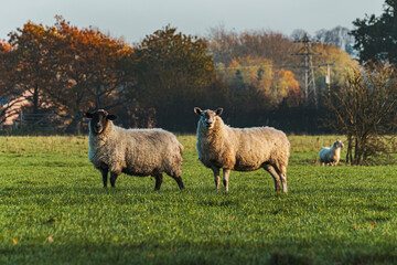 Fototapeta premium Sheep and lamb in the field