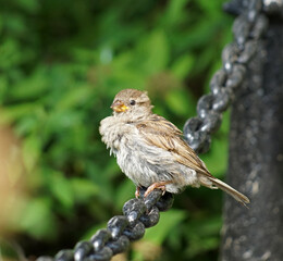 sparrow with yellow beak sits on an iron chain