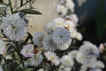 Fototapeta premium autumn flowers