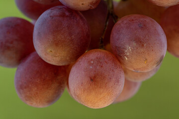 boules de raisin rouge en gros plan