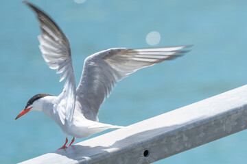 A Common Tern On A Railing With Sea In The Background, Taking Flight