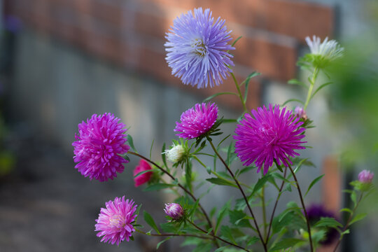 Kolorowe astry kwitnące w ogrodzie