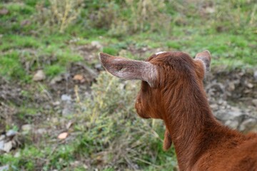 Brown goat head from behind.