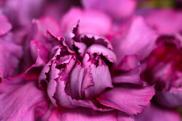 macro shot pink flower