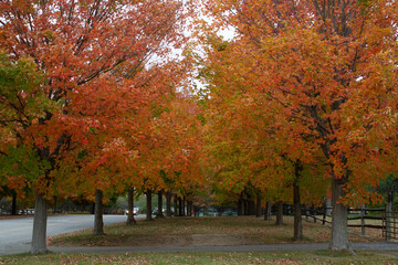 Fototapeta na wymiar autumn trees garden fall park