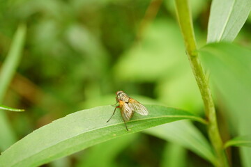 Macro photography of fly on grass blade with copy space