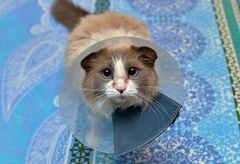 A domestic cat wears a cone-shaped collar to protect itself from scratching and licking. Skin...