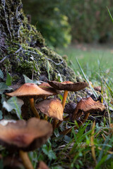 Groupe de champignons ;Vertical