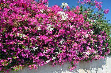 Decorative flowers in the park Sharm el-Sheikh. Egypt