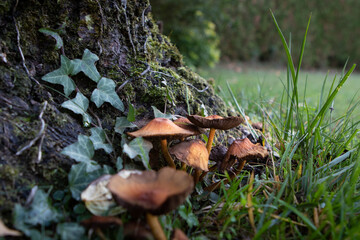 Champignons au pied d'un arbre