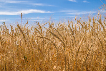 Wheat ears on the field against the sky