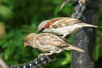 two sparrows friends sit on an iron chain and look down