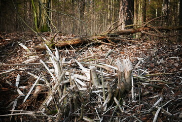 stump in forest