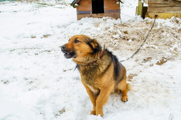 dog chained in the