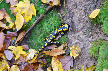 The fire salamander (Salamandra salamandra) is possibly the best-known salamander species in...