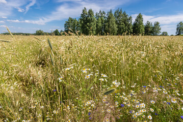 Rye field with white camomile flowers in Mazovia Province of Poland