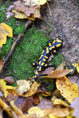 The fire salamander (Salamandra salamandra) is possibly the best-known salamander species in...