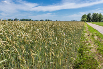 Rye field next to rural road in Mazovia Province of Poland