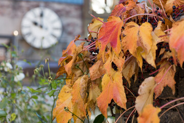 Autumn atmosphere. Orange Virginia creeper on wall and blurred large clock pointing at 10 in background