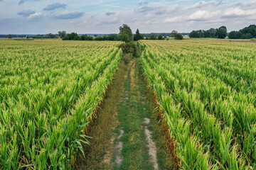 Fototapeta na wymiar Drone view of a road among green maize fields in Mazovia Province in Poland
