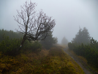 humidity in the forest afrer rain