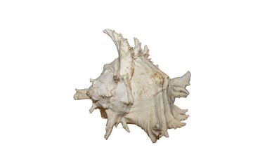 Close up view of conch shell isolated on white background.  Beautiful nature backgrounds.