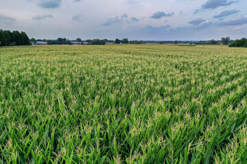 Drone view of a green maize field in Mazovia Province of Poland