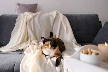beautiful dark domestic cat lies quietly on gray sofa, Scandinavian hygge style, the concept of sweet home, cozy mood, care and maintenance of animals