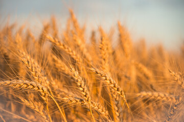 Wheat in the June sun.The concept of agriculture and food production.