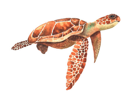 Sea turtle. Watercolor hand drawn illustration on the white background. Undersea animal