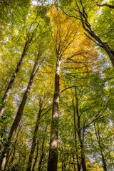 Autumn picture with beech trees from Spanish mountain Montseny, near Santa fe del Montseny, Catalonia