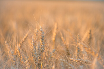 Wheat in the June sun.The concept of agriculture and food production.