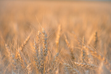 Fototapeta premium Wheat in the June sun.The concept of agriculture and food production.