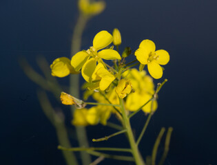 Yellow rapeseed flower. Close-up.  Wapserveense Aa Frederiksoord Netherlands. 