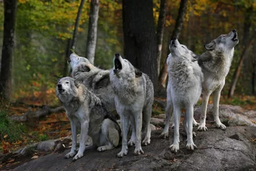 Zelfklevend Fotobehang Eastern timber wolves howling on a rock. © alexsvirid