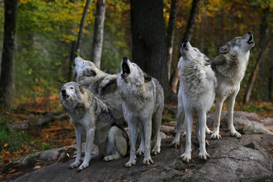Howling Wolves Wolf Print Large 13 x 19  High Quality Print 