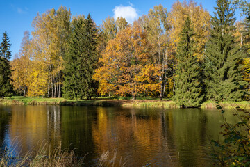 Fototapeta na wymiar Trees in the park covered with bright yellow leaves on the shore of the pond. Golden autumn in Pavlovsk.