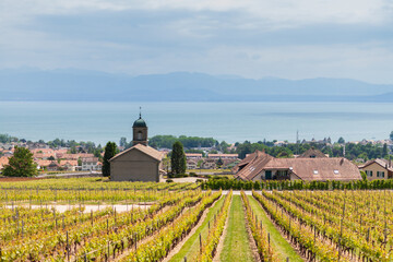 Fototapeta na wymiar Landscapes of the city of Rolle, canton Vaudois, Switzerland. Vineyards of switzerland in the spring. Beautiful European landscape.