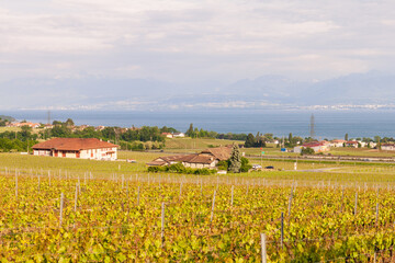 Landscapes of the city of Rolle, canton Vaudois, Switzerland. Vineyards of switzerland in the spring. Beautiful European landscape.