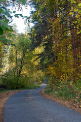 Fototapeta na wymiar highway in autumn forest in the morning