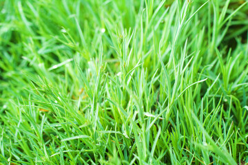 Green grass summer background or texture. Morning fresh greeny grass.