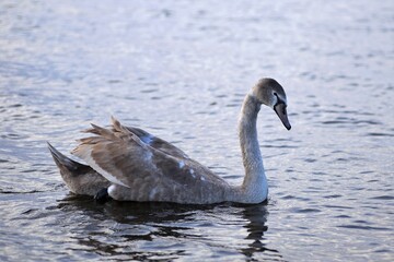 Swan in the river