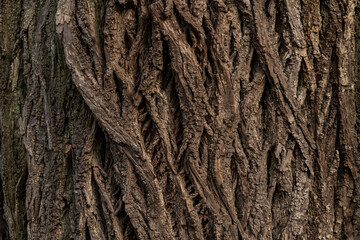 Wooden bark with a flexible pattern
