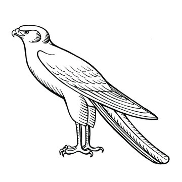 Falcon vector illustration for your design. Hand drawing, isolated on white. For coloring book.